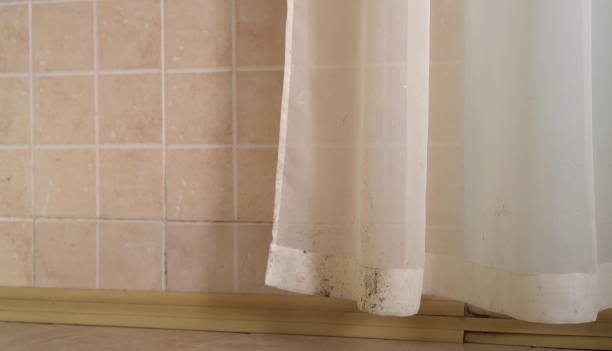 Best Black Mold Removal  in Las Vegas, NV
