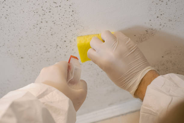 Best Mold Prevention Services  in Las Vegas, NV