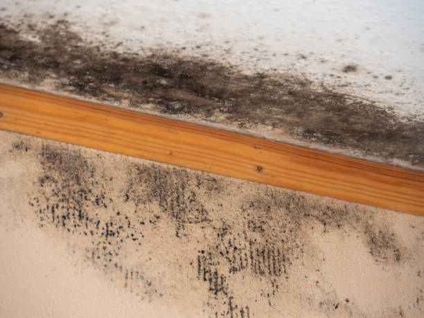 Mold Documentation for Insurance Claims in Las Vegas, NV