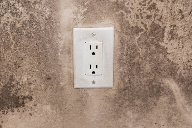 Las Vegas, NV Mold Removal Company